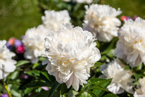 White Paeonia lactiflora flower blooming in the garden of Catherine Palace St. Petersburg  Russia. a species of herbaceous perennial flowering plant in the family Paeoniaceae