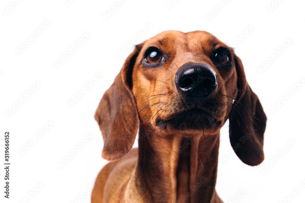 Dachshund on an isolated white background.