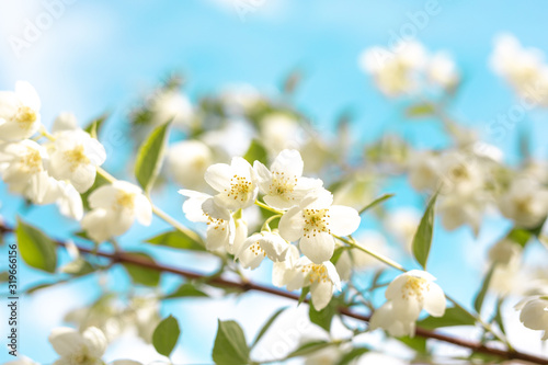 Fototapeta Naklejka Na Ścianę i Meble -  white flowers on branches. blooming apple tree on blue sky background