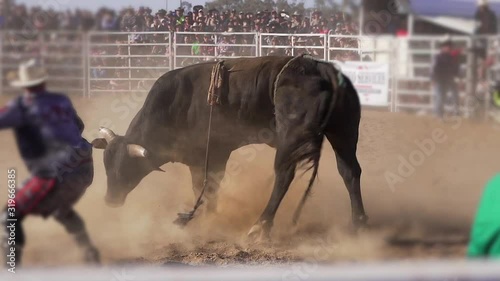 Dangerous enraged  black bull trying to kick a cowboy in a rodeo (Slow Motion) photo