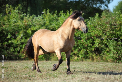 Paso fino horse stallion speed galloping in summer evening stud farm 