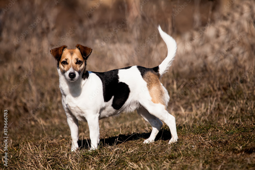 jack russles terrier in autumn meadows
