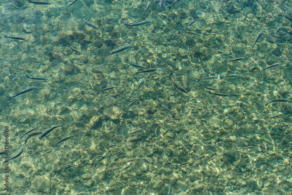 Many small fish in the crystal clear water, view from above