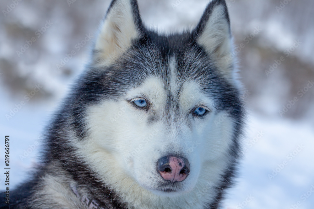 Portrait of a dog with blue eyes and a pink nose. Blue-eyed husky from the sled dog team