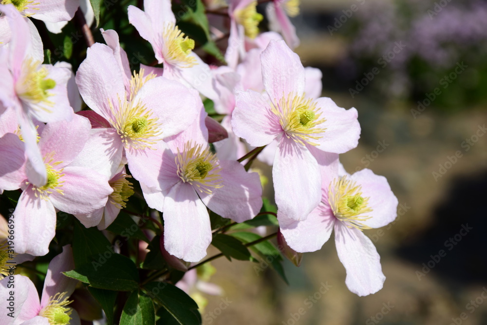 Clematis montana - Blühende Kletterpflanze in rosa im heimischen Garten Clematis montana - Blühende Kletterpflanze in rosa im heimischen Garten