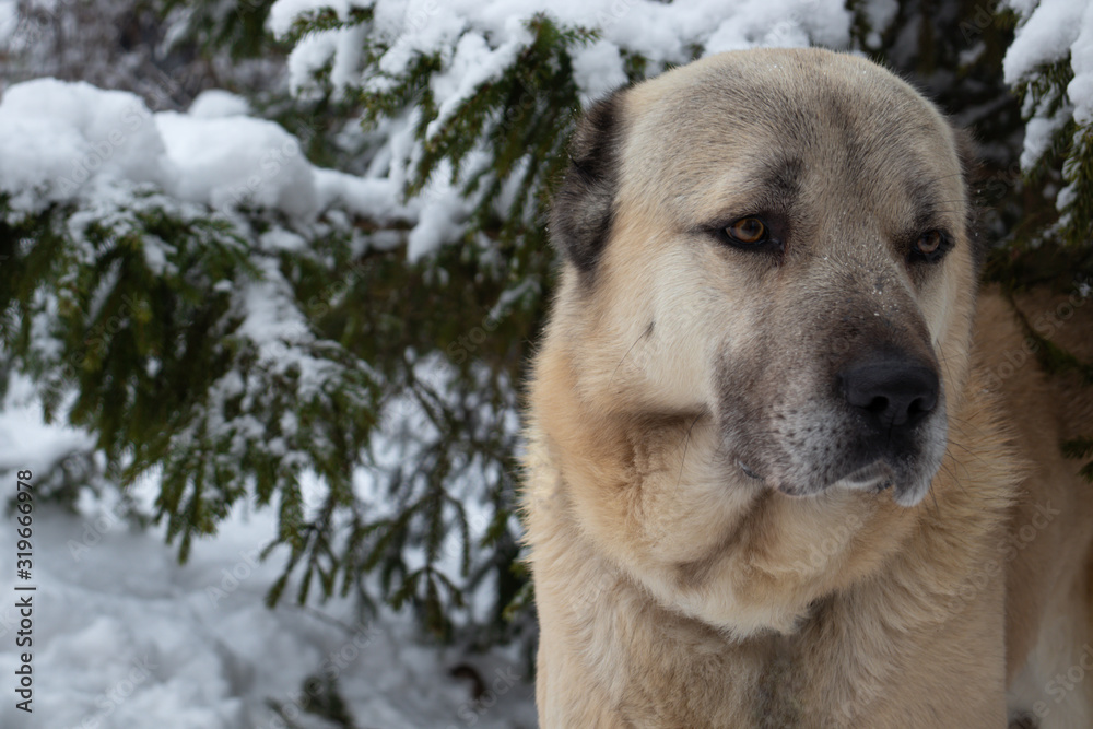 A large white dog (Alabai, Central Asian Shepherd) stands in the winter forest against the background of fir trees, there is a lot of snow around A large white dog (Alabai, Central Asian Shepherd) stands in the winter forest against the background of fir trees, there is a lot of snow around