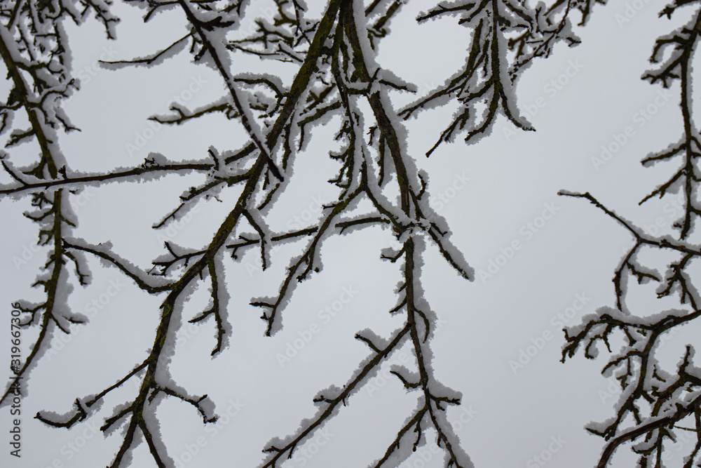 Tree branches covered with fluffy white snow against a light gray sky, for wallpaper Tree branches covered with fluffy white snow against a light gray sky, for wallpaper