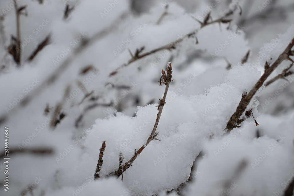Tree branches covered with fluffy white snow against a light gray sky, for wallpaper