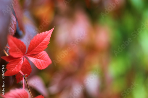 Bright floral arrangement of colorful leaves