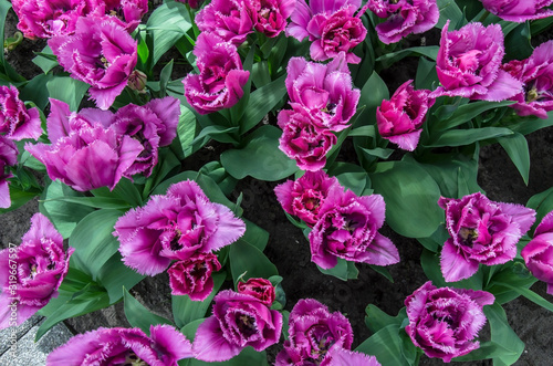 Top view of many purple tulips with green leaves. Beautiful flowers background, texture. View from above. Nature bouquet from purple tulips for use as background. © Maria Vonotna
