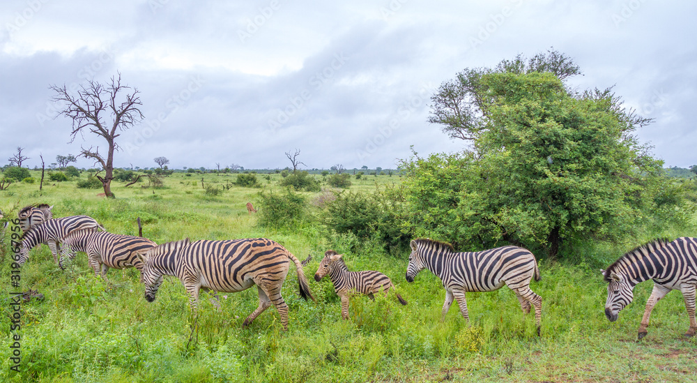 Fototapeta premium A small family herd of Burchell's zebras isolated in the Kruger National Park in South Africa image in horizontal format