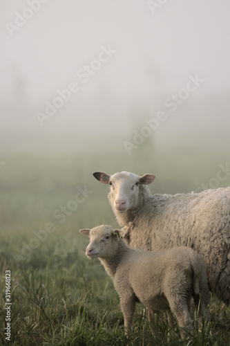 Early morning fog in spring with sheep © Jeanine
