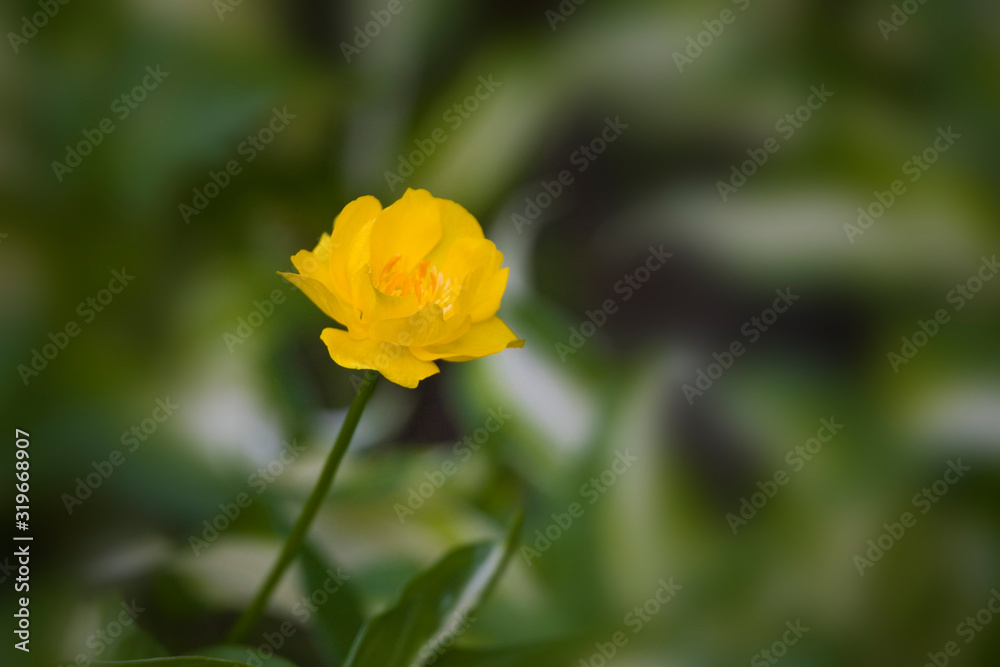 yellow flower growing in the meadow among green leaves on a warm sunny day yellow flower growing in the meadow among green leaves on a warm sunny day