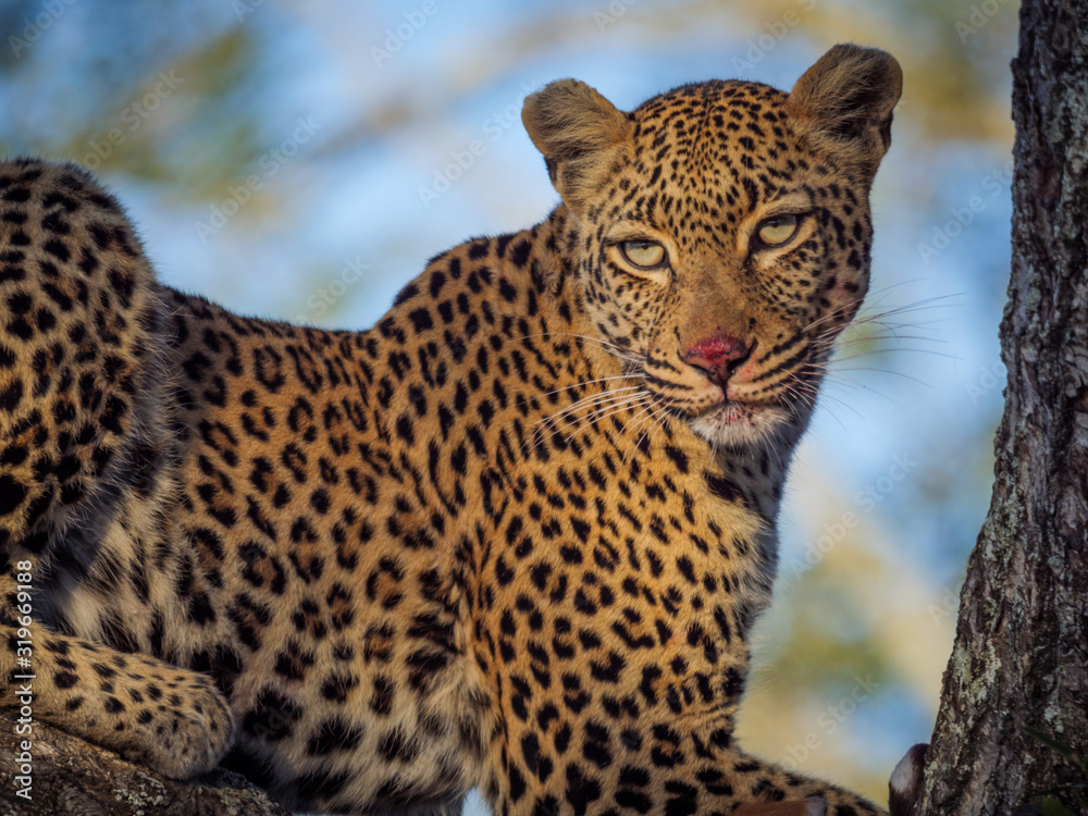 Fototapeta premium G9MR26499