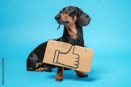 Cute dachshund, black and tan, stands on the blue background, with banner like sign, drawing on cardboard on its chest. Adorable look. Funny picture, humor, like obsession concept.