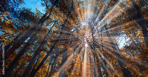 sun casting beautiful rays of light through the branches in the autumn forest