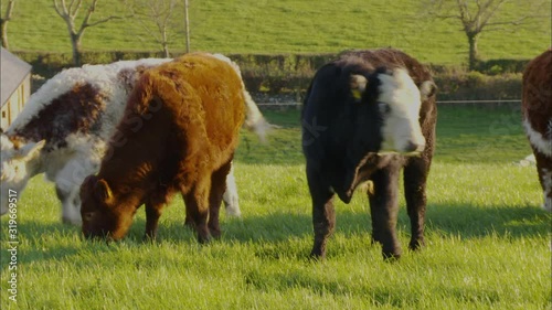 Medium low angle sunny daytime panning shot of mixed breed cattle consisting of Hereford, Red Poll, and Welsh Black,  grazing  and staring at a countryside field, UK photo