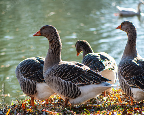 Schilderij op canvas flock of domestic geese grazes on the banks of a pond in the countryside