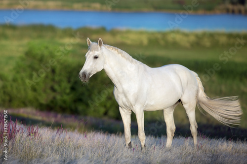 White stallion standing in stipa grass