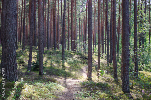 Fototapeta Naklejka Na Ścianę i Meble -  Summer forest with pipe trees, Latvia