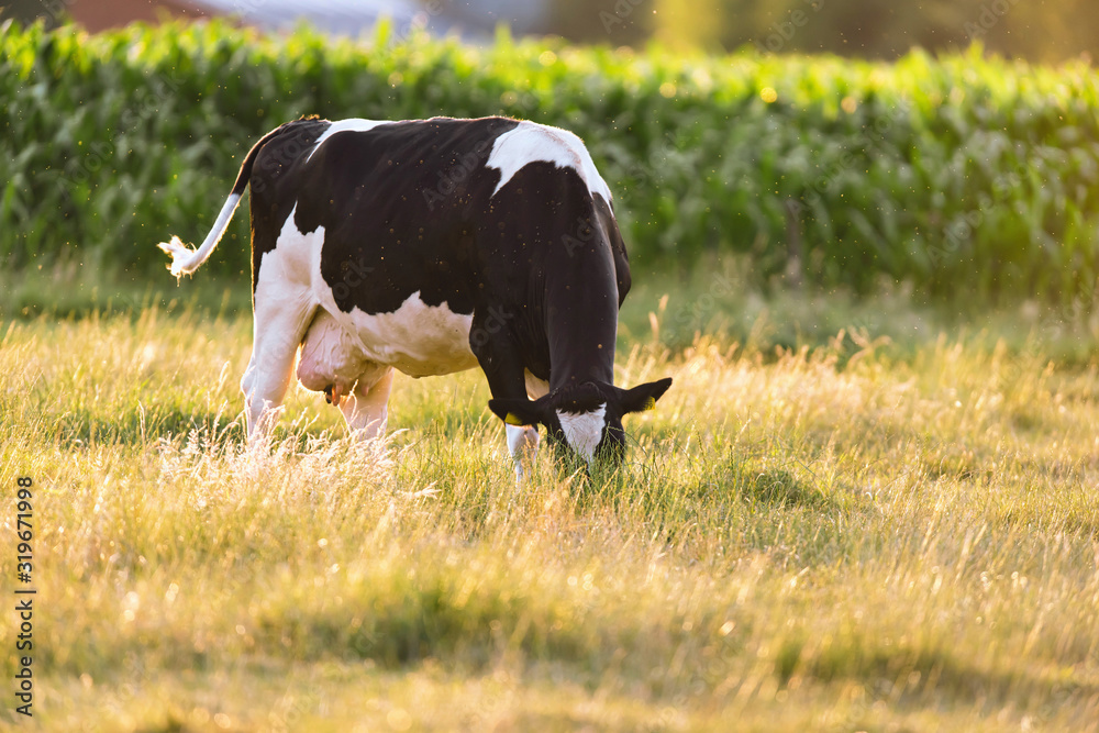 Black and white cow grazing in sunny meadow near corn field. Black and white cow grazing in sunny meadow near corn field.