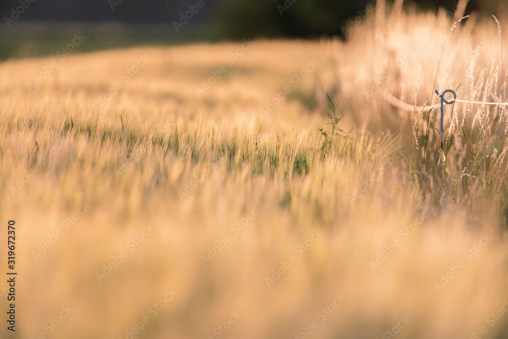 Obraz premium Detail of wheat field in evening sunlight.