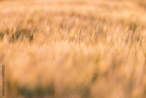 Detail of wheat field in evening sunlight.