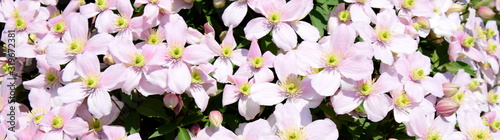 Clematis montana - Blühende Kletterpflanze in rosa im heimischen Garten