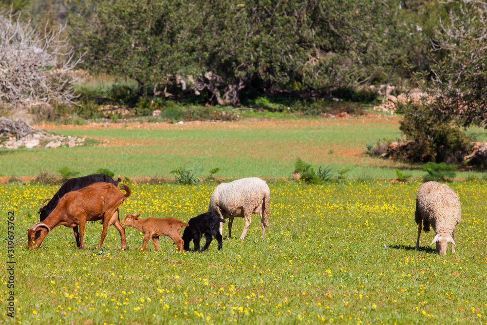 Cabras y ovejas pastando en campo ibicenco Cabras y ovejas pastando en campo ibicenco