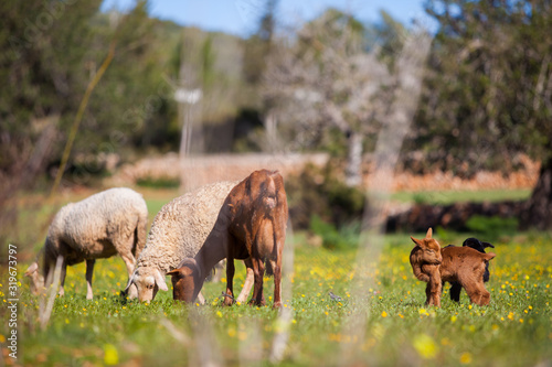 Fototapeta Naklejka Na Ścianę i Meble -  Cabras y ovejas pastando en campo ibicenco
