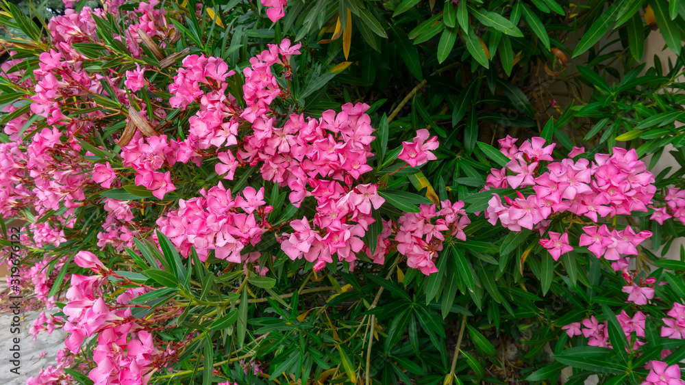 Bunches of pink petals of fragrant Sweet Oleander flower or Rose Bay, flowering plant blossom on green leaves background in summer season