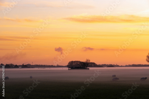 Schafe auf der Weide bei Egmnd aan Zee/Niederlande bei Sonnenuntergang und Bodennebel © fotografci