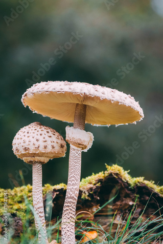 Mushrooms in autumn closeup nature  photo