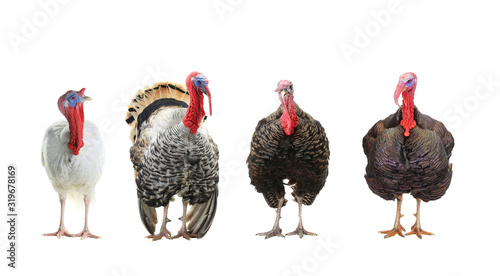 four turkey isolated on a white background.