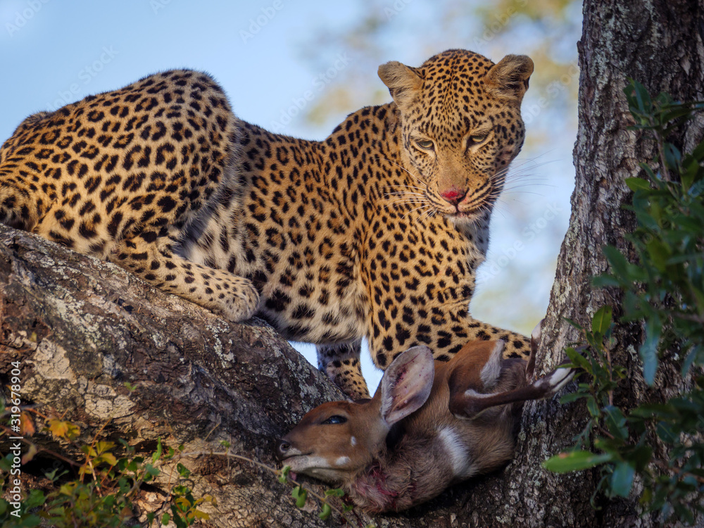 Obraz premium GH5MP25542