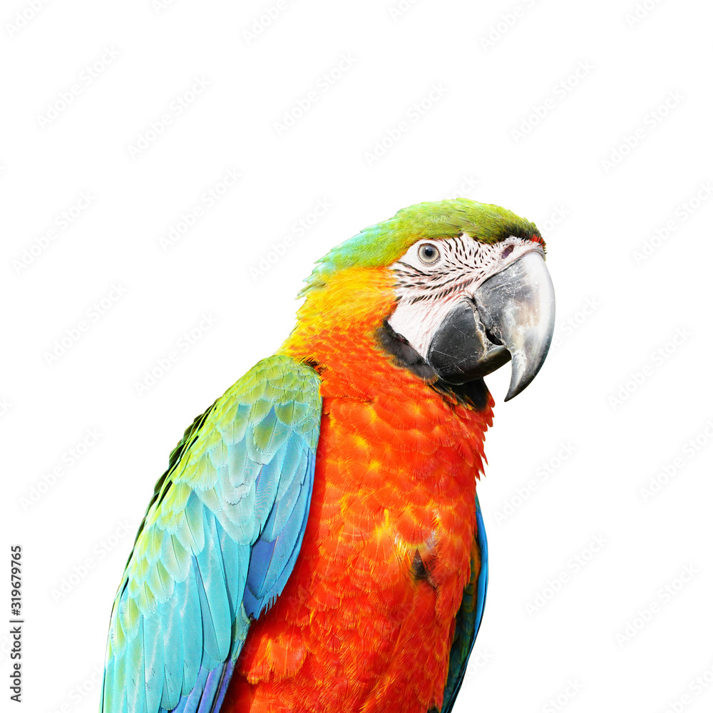 Herlequin parrots bird  macaw vivid rainbow colorful animal.(Scientific Name : Psittacus torquata). Isolated on white background. This has clipping path.    