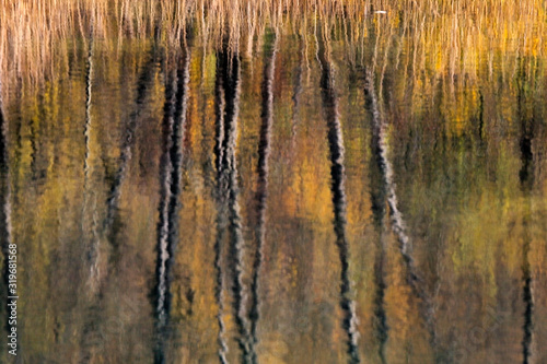 Reflection of the trees in autumn on the Mrežnica River, Croatia
