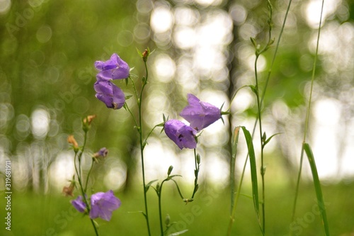 Fototapeta Naklejka Na Ścianę i Meble -  Beautiful wild flowers.