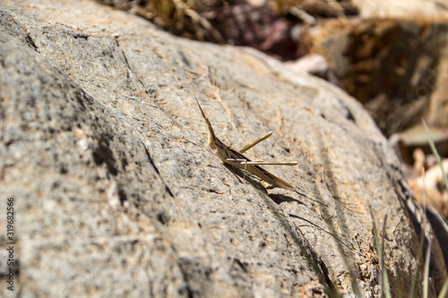 A brown cone-headed grasshopper (Acrida ungarica) on a stone, Namibia, Africa