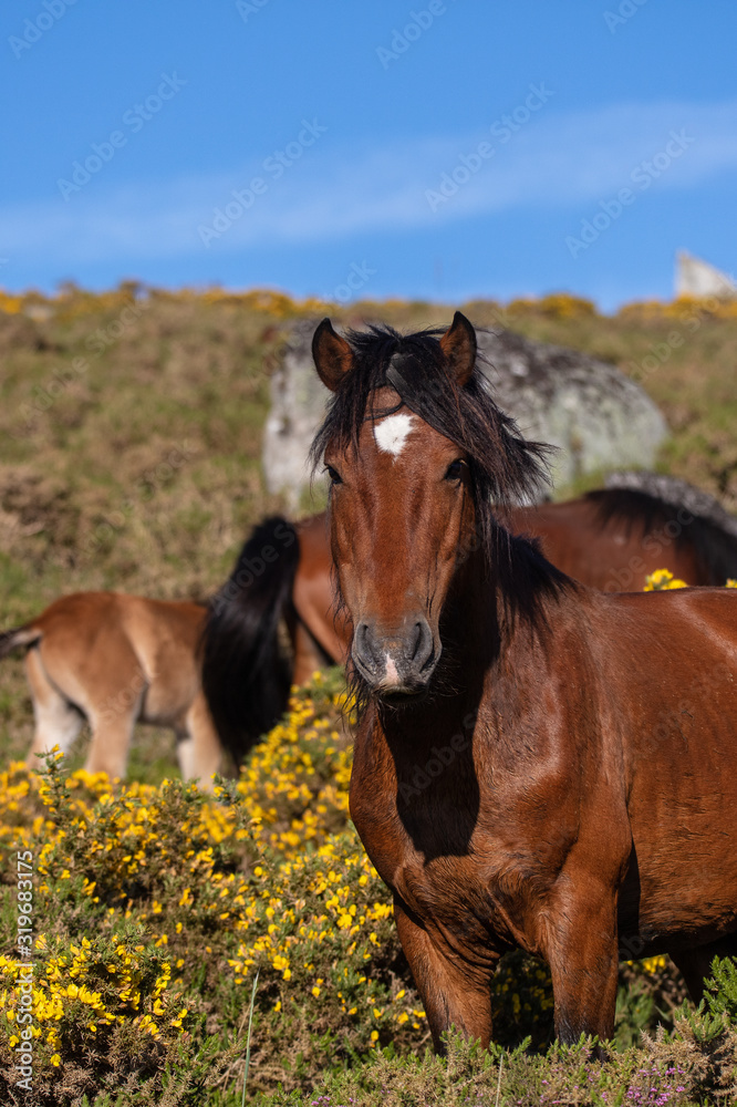 Fototapeta premium Wild horses in Galicia, Spain