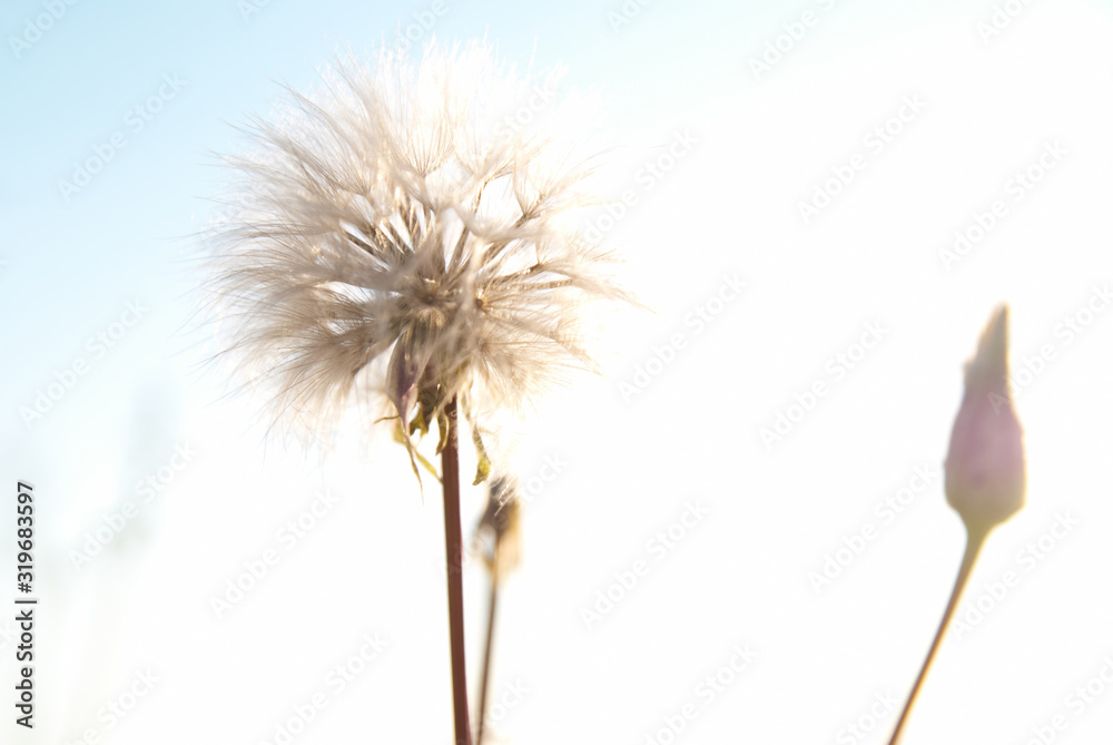 Fototapeta premium Dandelion flower with white seeds on spring or summer sky