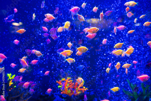 Fototapeta Naklejka Na Ścianę i Meble -  Tropical fishes in aquarium as nature underwater sea life background