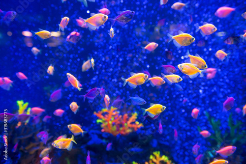 Fototapeta Naklejka Na Ścianę i Meble -  Tropical fishes in aquarium as nature underwater sea life background