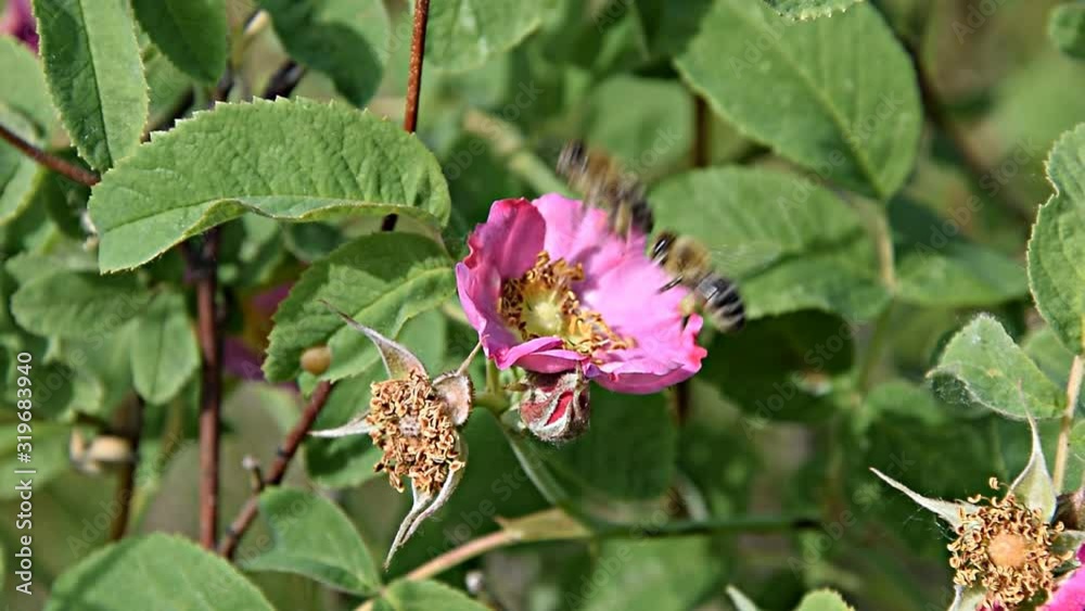 Bee on a bright flower. Bees collect honey at the beginning of summer Bee on a bright flower. Bees collect honey at the beginning of summer