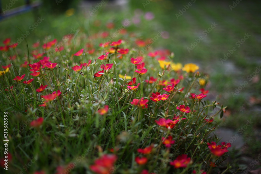 red flowers in garden