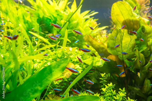 Tropical fishes with green underwater plants as nature sea life background