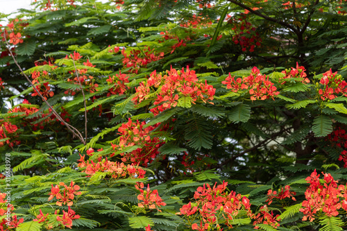 Delonix regia tree in bloom