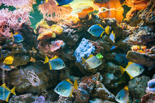 Fototapeta Naklejka Na Ścianę i Meble -  Tropical blue fish Acanthurus Leucosternon surgeonfish in aquarium as nature underwater sea life background