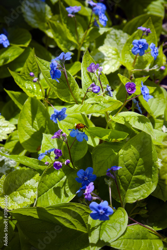Ladybug wandering on green leaves of blooming Omphalodes verna plant, Blue eyed Mary or Creeping Navelwort