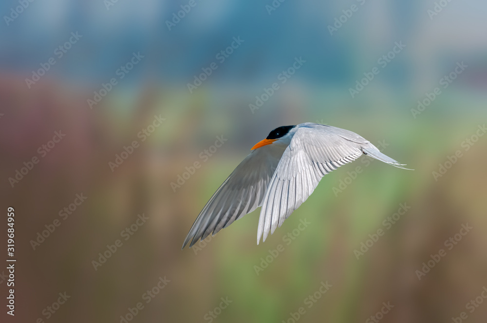 A river tern flying against smooth background A river tern flying against smooth background